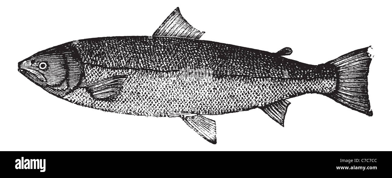 Le saumon de l'Atlantique, la gravure d'époque. Vieille illustration gravée du saumon de l'isolé sur un fond blanc. Banque D'Images