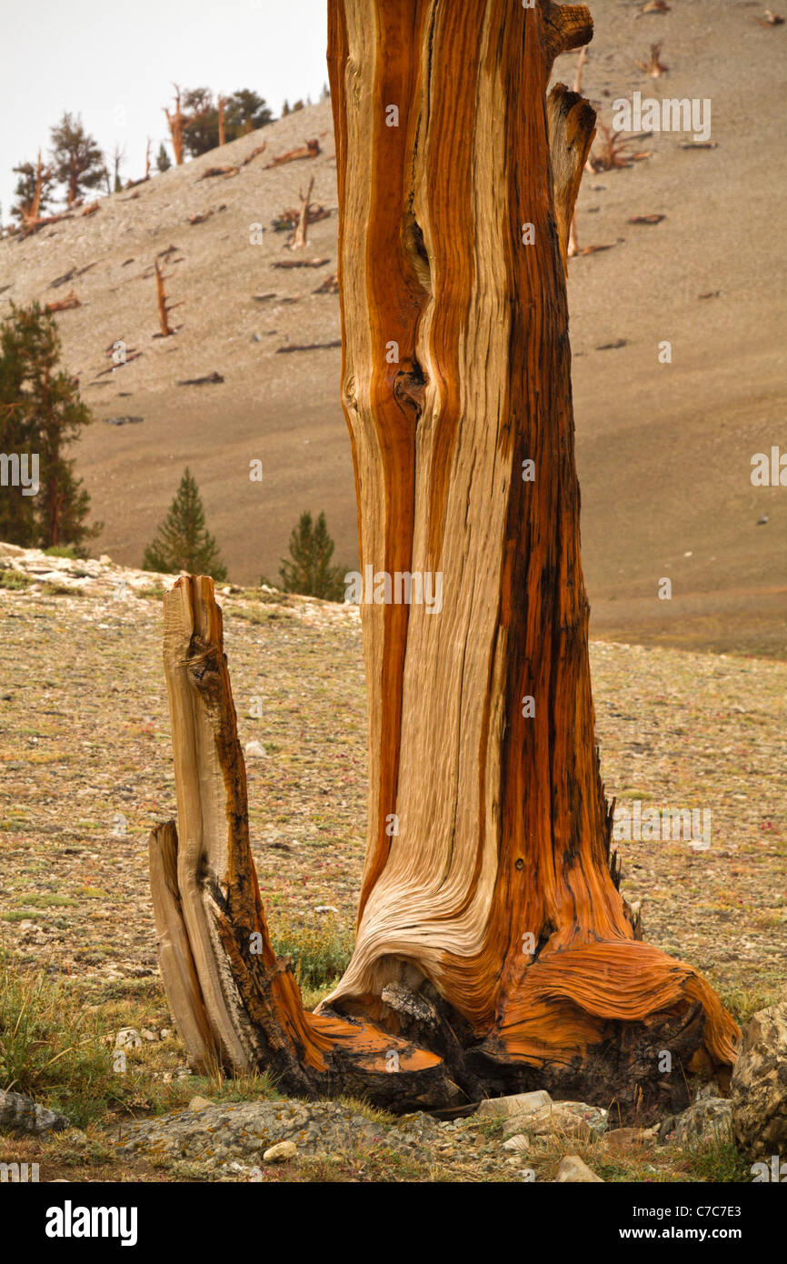 Cône en soies anciennes Pines, Montagnes Blanches, en Californie Banque D'Images