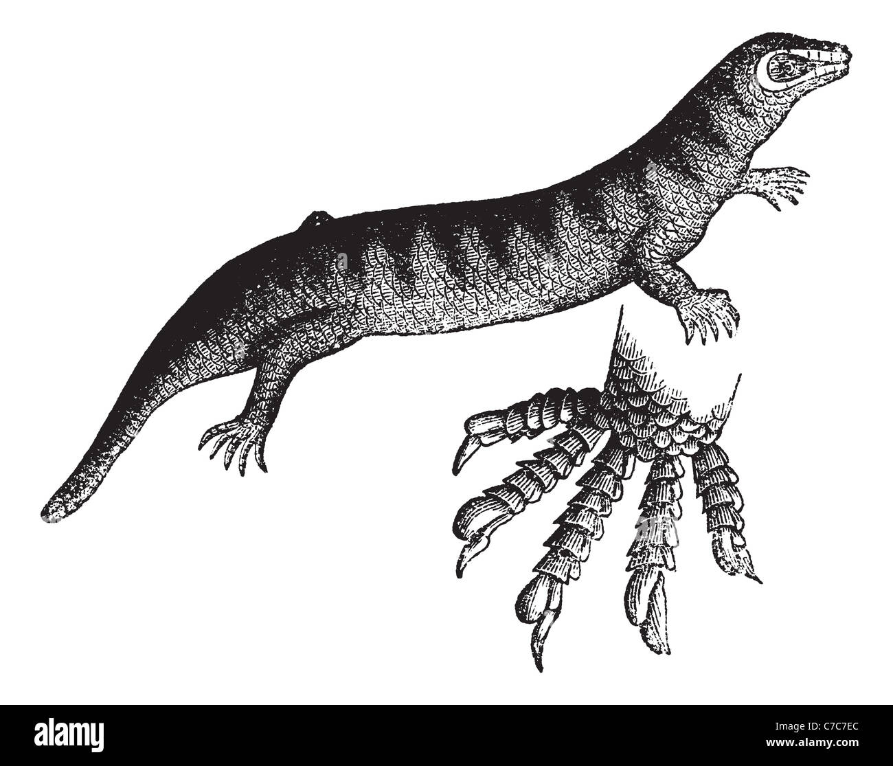Les pharmaciens (Scincus scinque officinalis), vintage engraved illustration. Encyclopédie Trousset (1886 - 1891). Banque D'Images