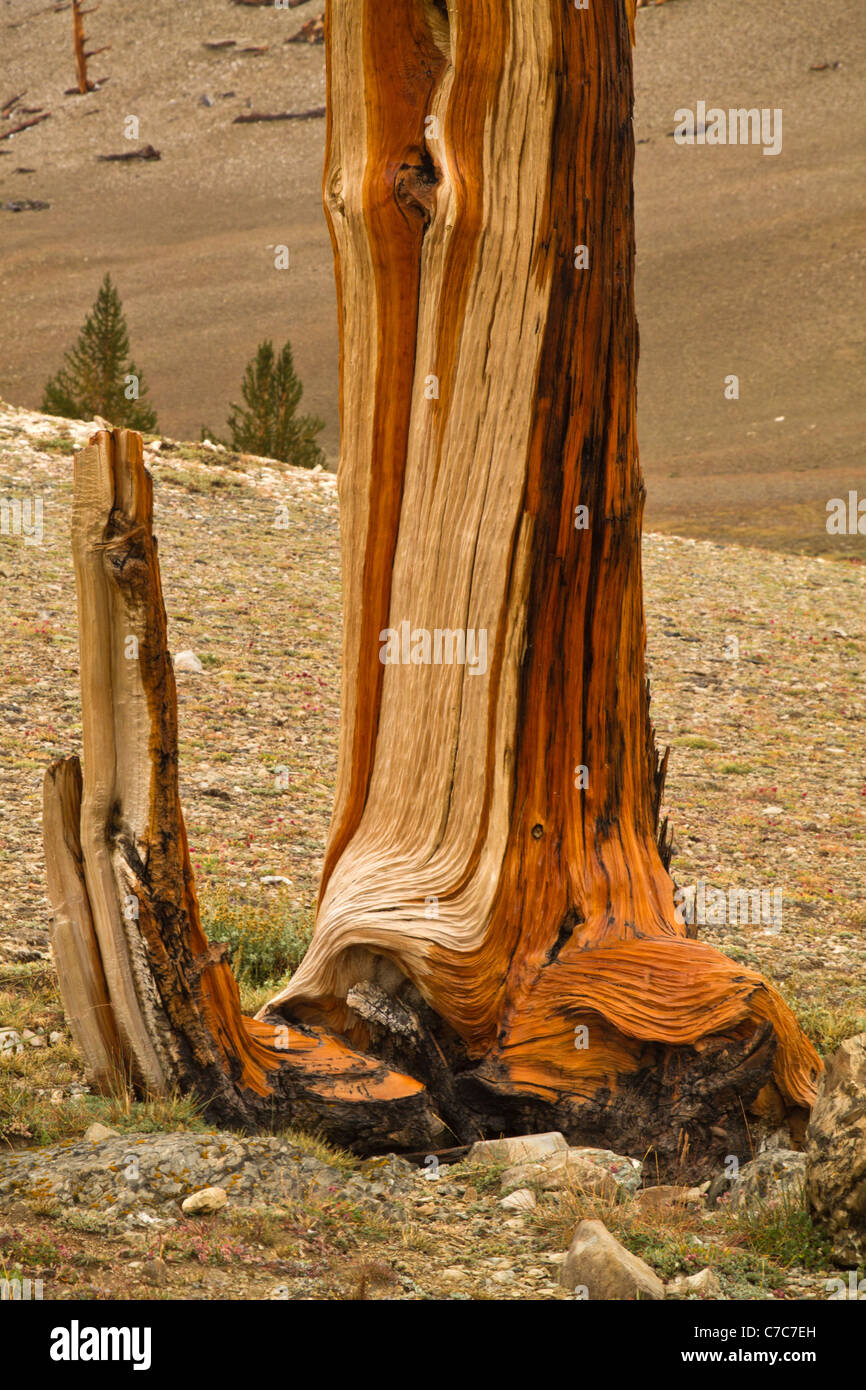 Cône en soies anciennes Pines, Montagnes Blanches, en Californie Banque D'Images