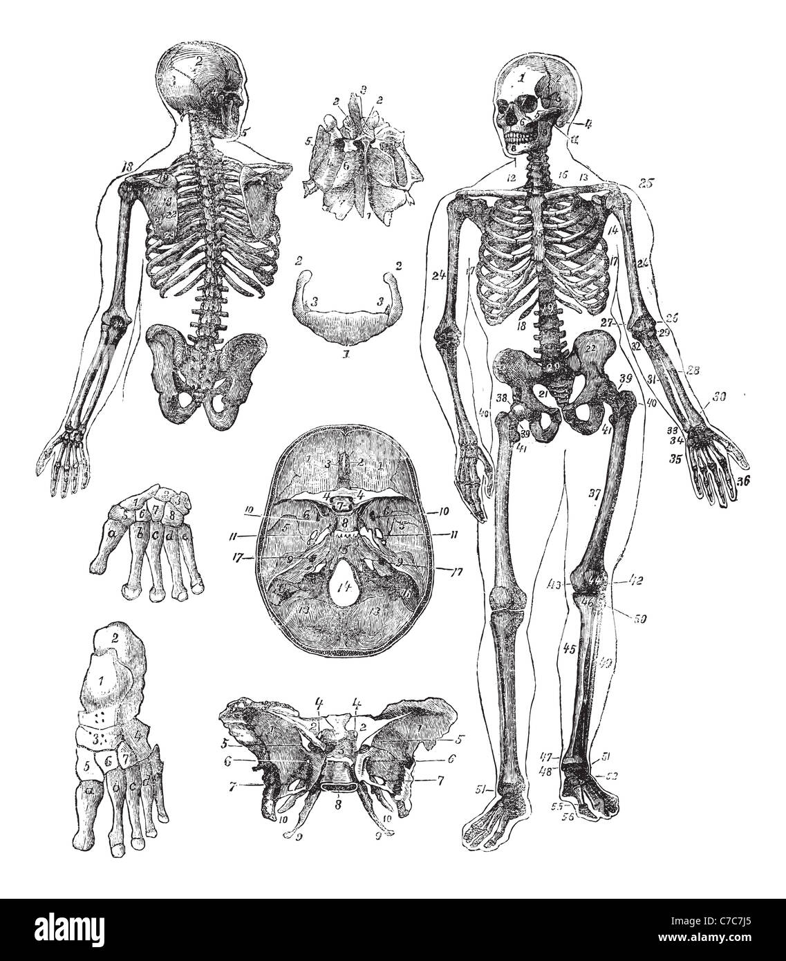 Squelette humain, gravure d'époque. Vieille illustration gravée de squelette humain à partir de l'avant et arrière. Banque D'Images