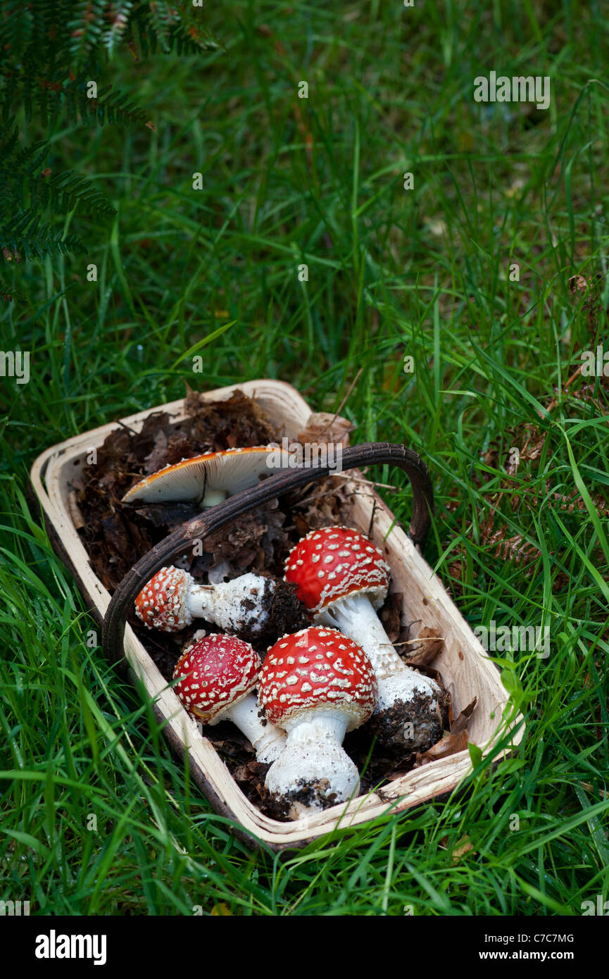 L'Amanita muscaria. S'alimentaient de champignons agaric Fly dans un trug. UK Banque D'Images