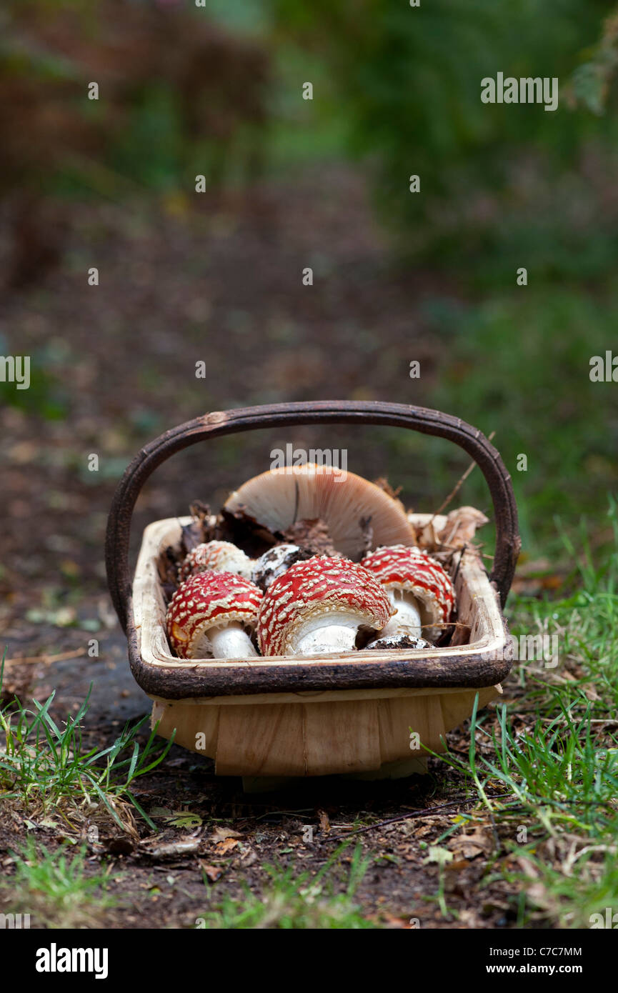 L'Amanita muscaria. S'alimentaient de champignons agaric Fly dans un trug. UK Banque D'Images