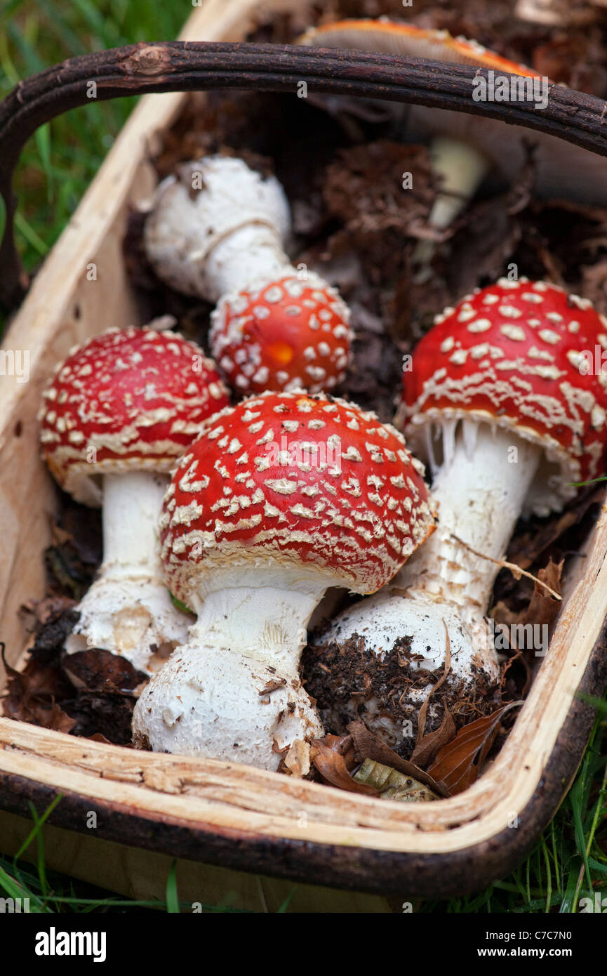 L'Amanita muscaria. S'alimentaient de champignons agaric Fly dans un trug. UK Banque D'Images