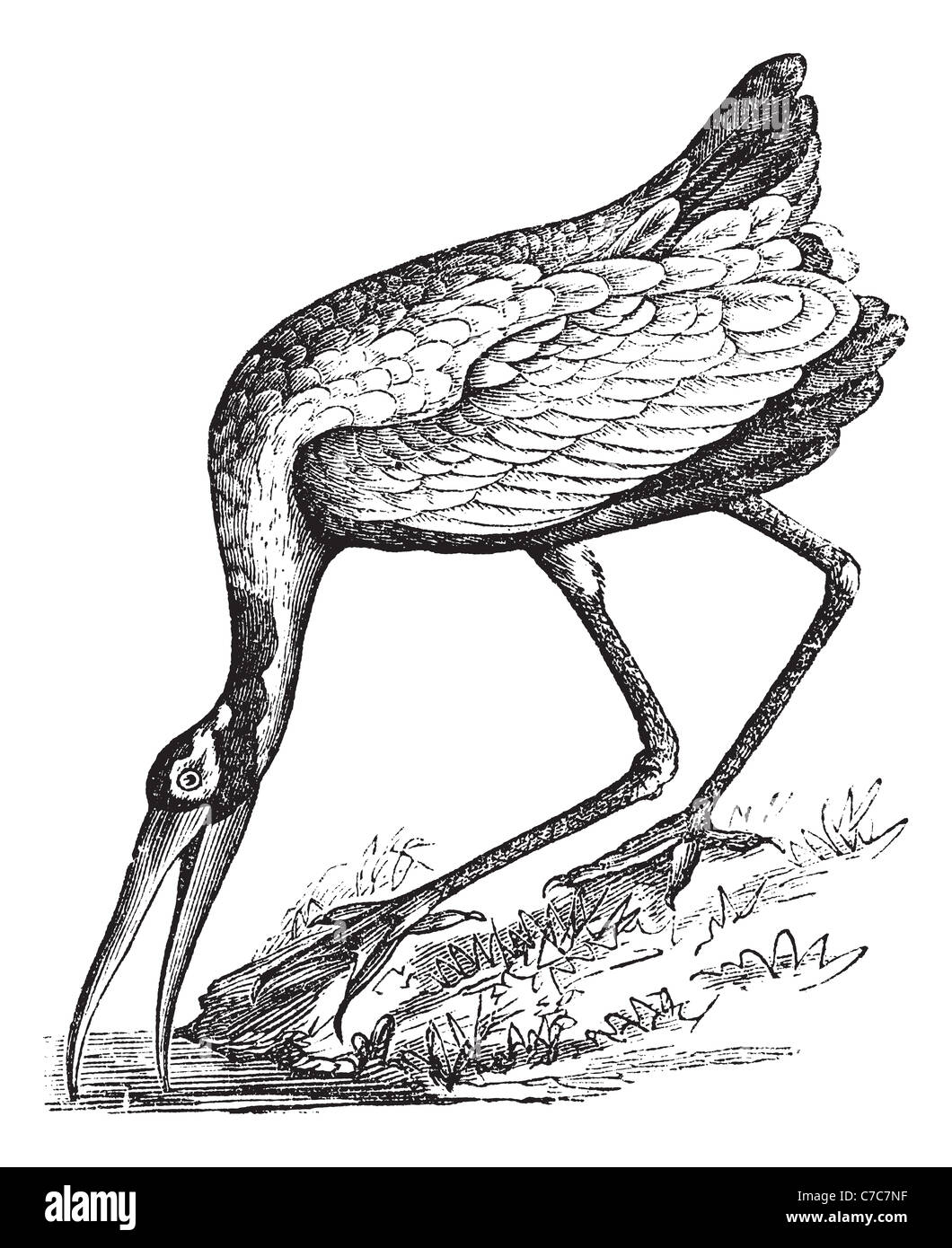 Wood Stork (loculator Tantalus) ou bois Ibis, vintage engraved illustration. Encyclopédie Trousset (1886 - 1891). Banque D'Images