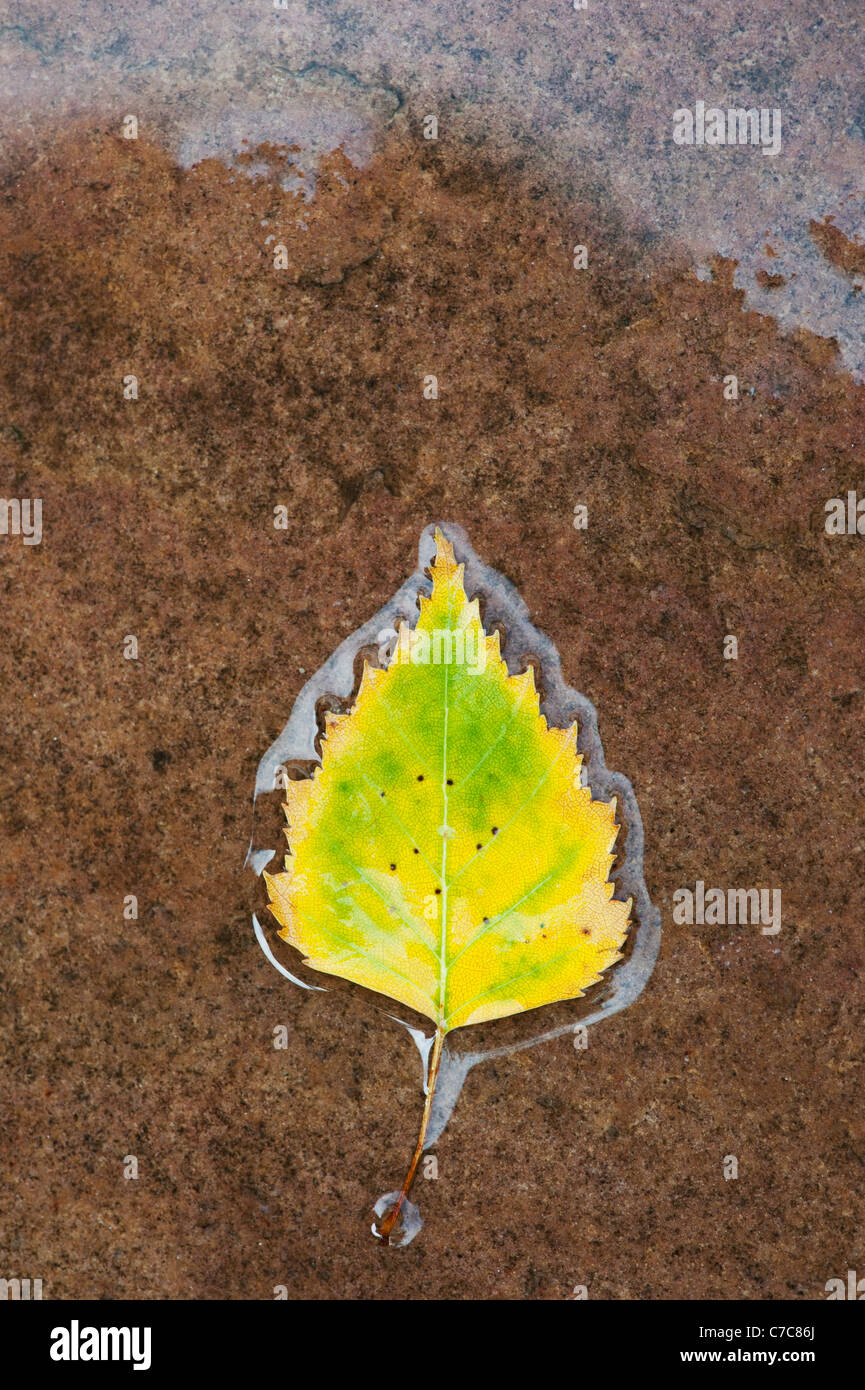 Le Betula pendular . Feuille de bouleau d'argent sur un chemin humide Banque D'Images