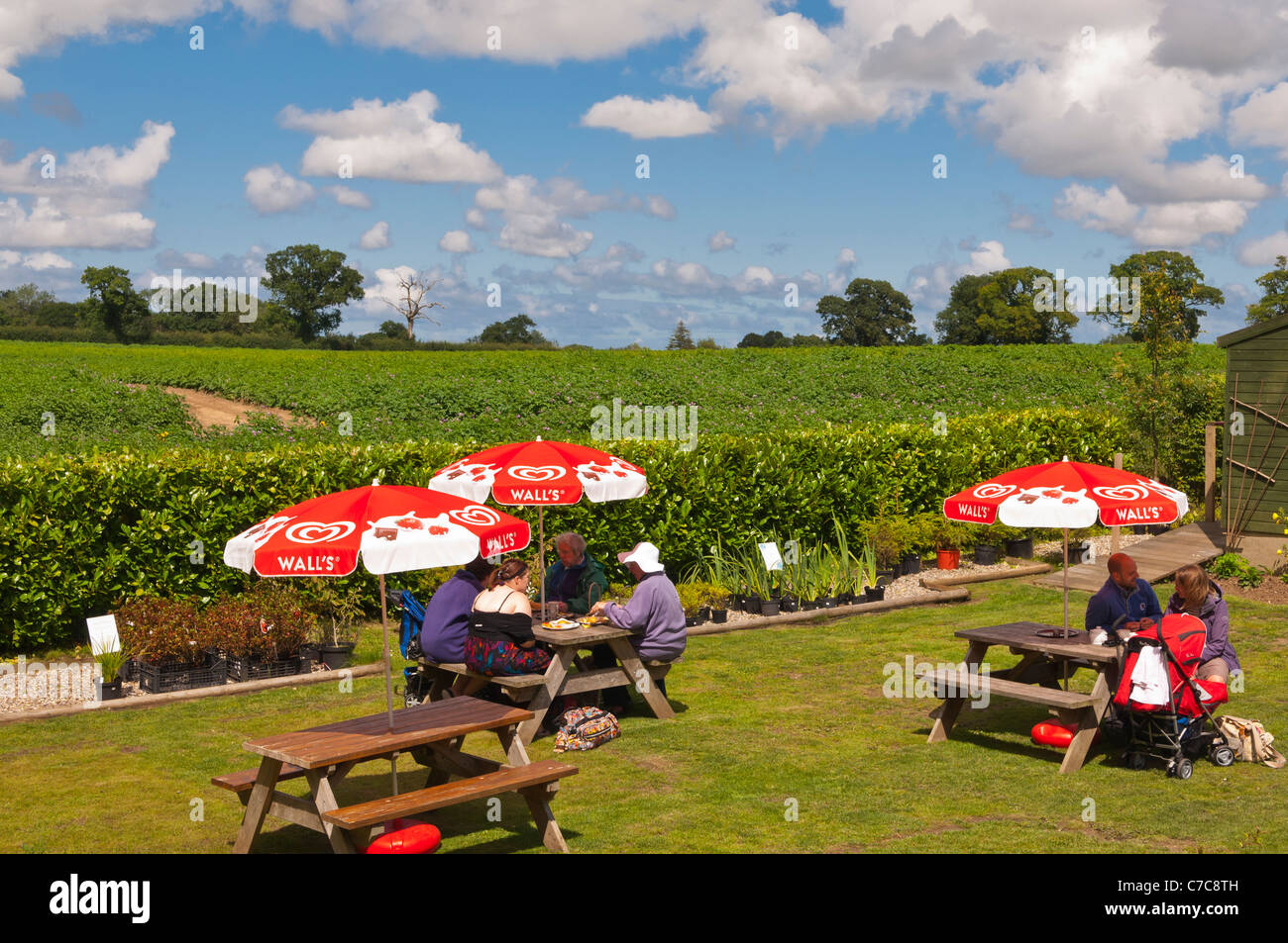 Les gens assis dehors à Fairhaven woodland et jardin d'eau dans la région de South Walsham Norfolk , , Angleterre , Angleterre , Royaume-Uni Banque D'Images