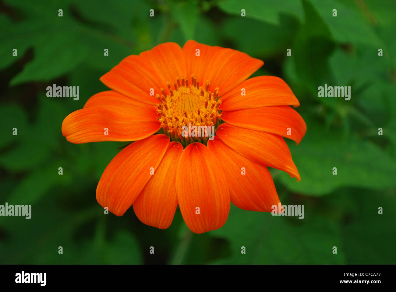 Cosmos orange close-up Banque D'Images