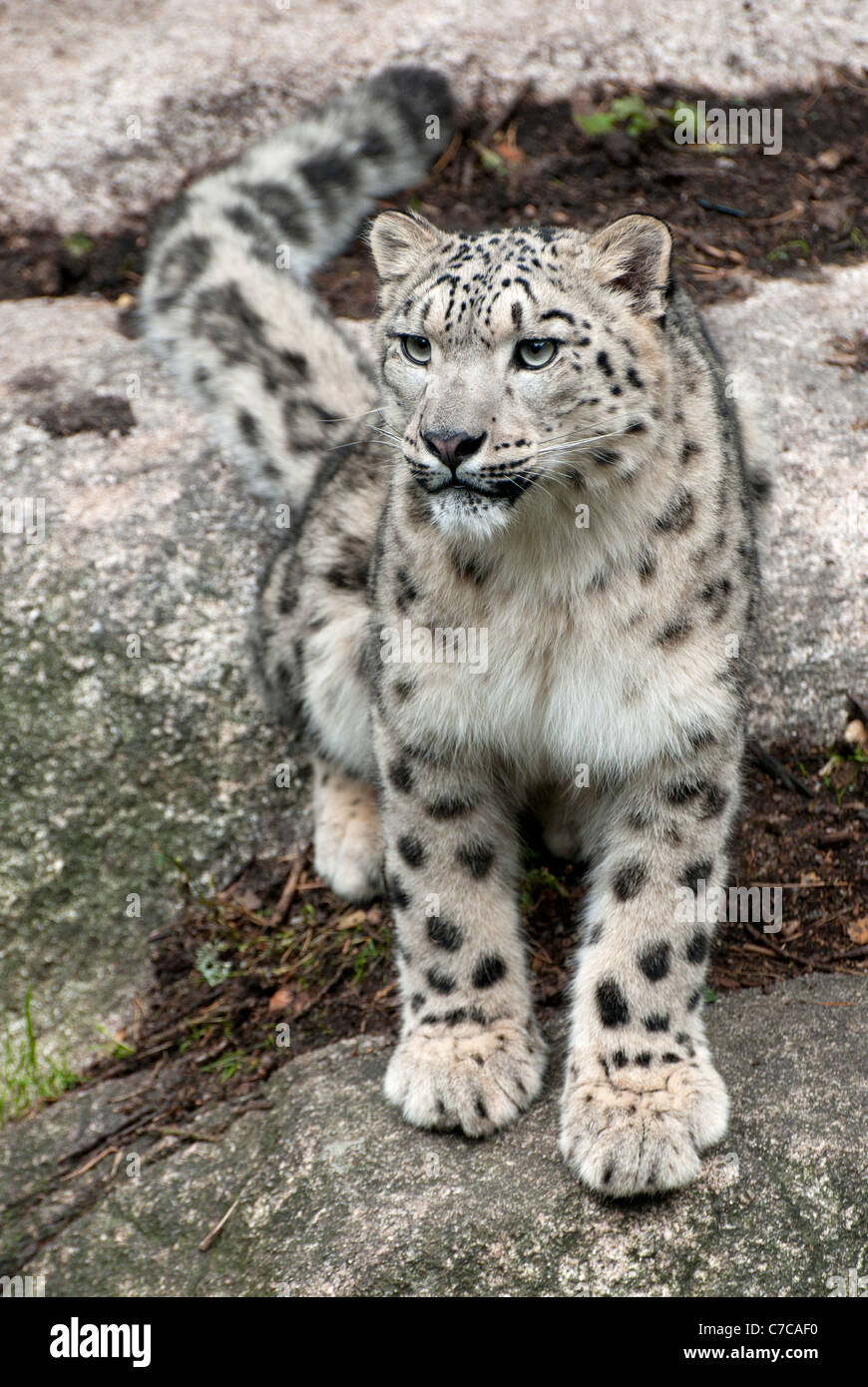 Snow leopard sur des rochers Banque D'Images