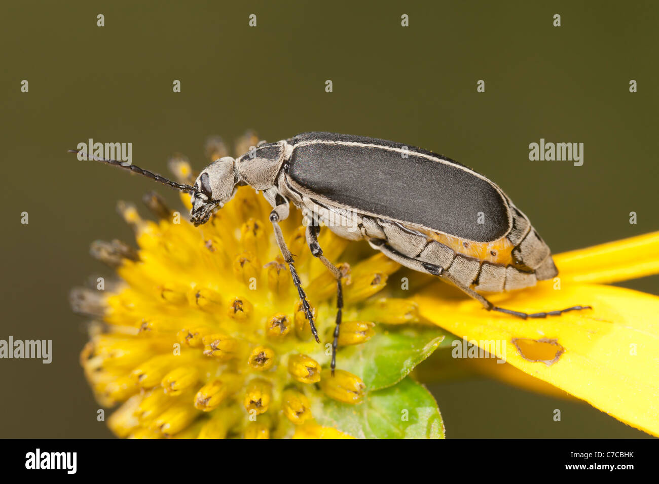 Blister Beetle (Epicauta marge funebris) Banque D'Images