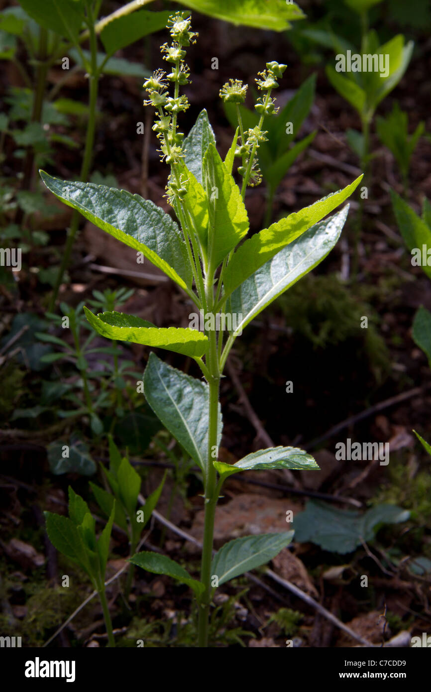 Le mercure du chien (mercurialis perennis) Banque D'Images