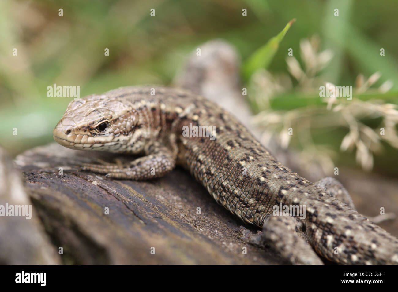 Lézard vivipare ou communs - Lacerta vivipara Banque D'Images