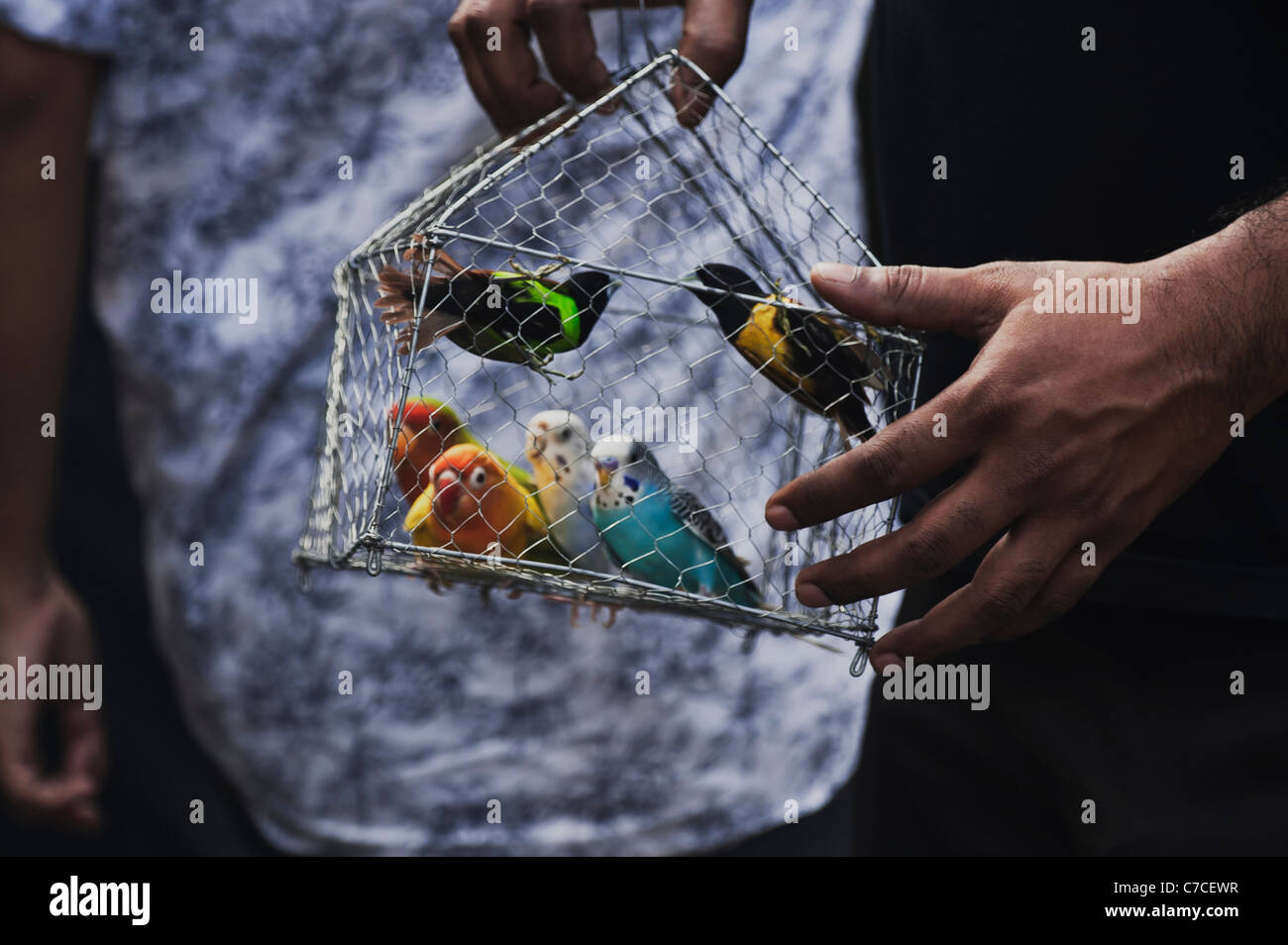 Perruche cage. Banque D'Images