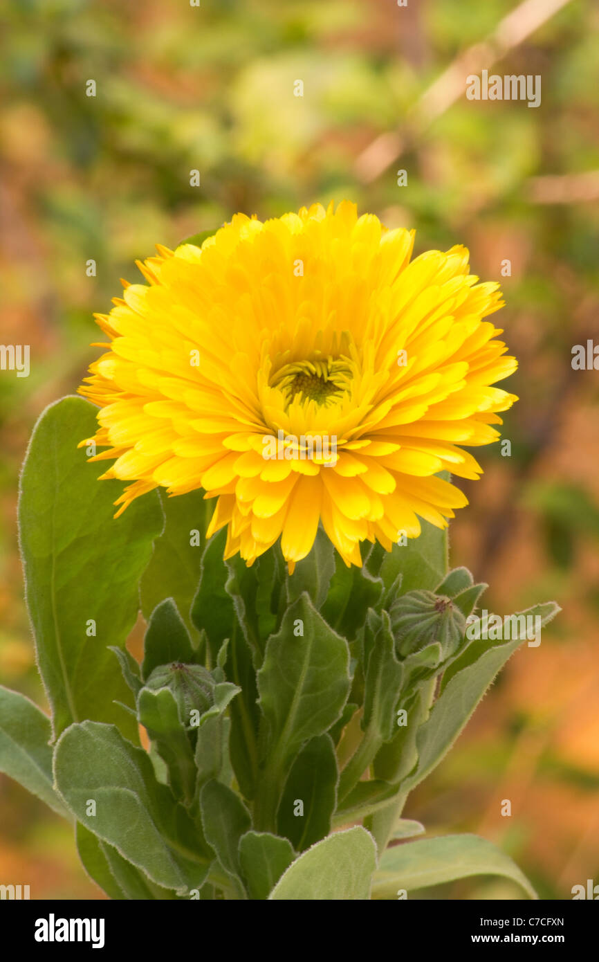 Close-up de souci officinal (calendula officinalis) plante dans un jardin Banque D'Images