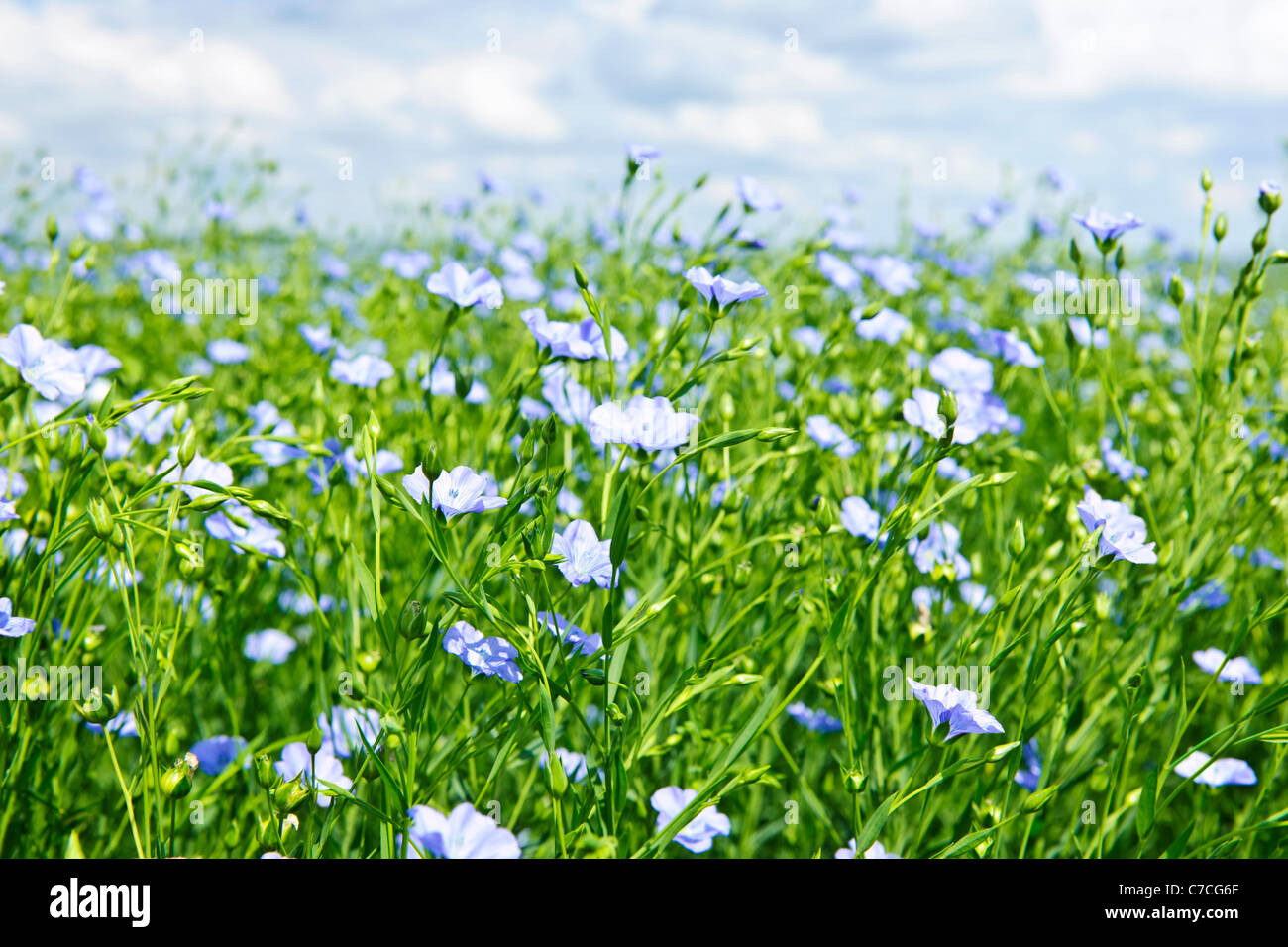 Domaine de nombreuses fleurs plantes de lin avec ciel bleu Banque D'Images