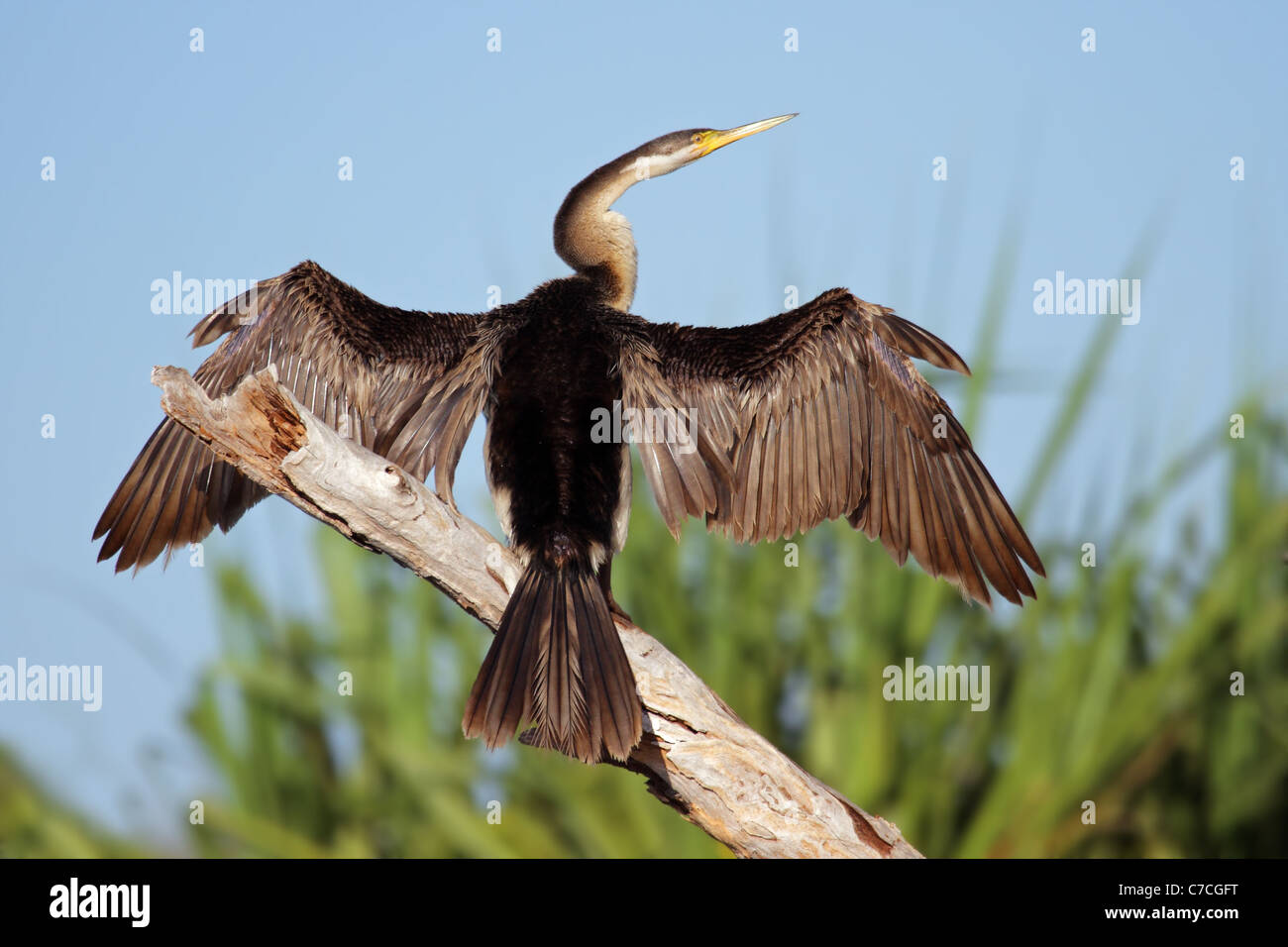 Darter Anhinga melanogaster (assis) avec les ailes ouvertes, l'eau jaune billabong, le Parc National de Kakadu, Australie Banque D'Images