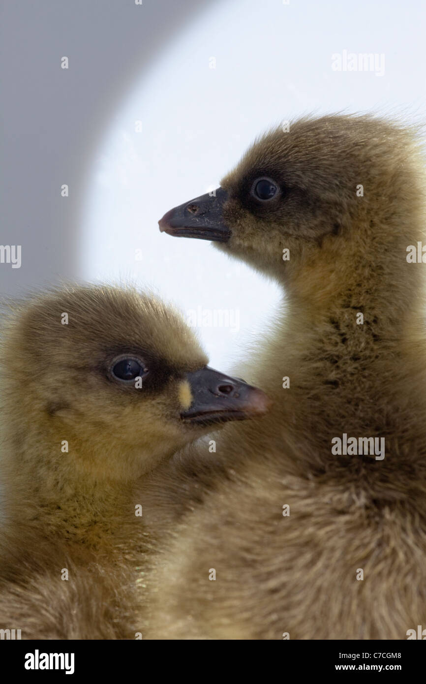 Les oisons à pieds (Anser brachyrhynchus). Jour 'downies', ou les jeunes. Banque D'Images