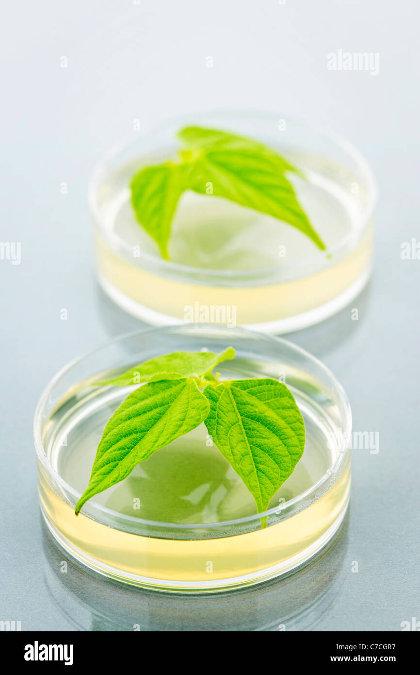Plantes génétiquement modifiées à l'essai dans des boîtes de Petri Banque D'Images