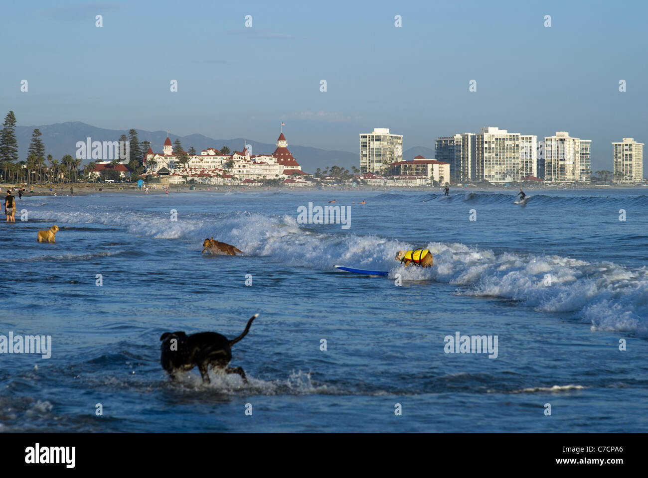 Surf Les chiens dans l'océan Pacifique, Dog beach, Coronado Island, Californie. © Craig M. Eisenberg Banque D'Images