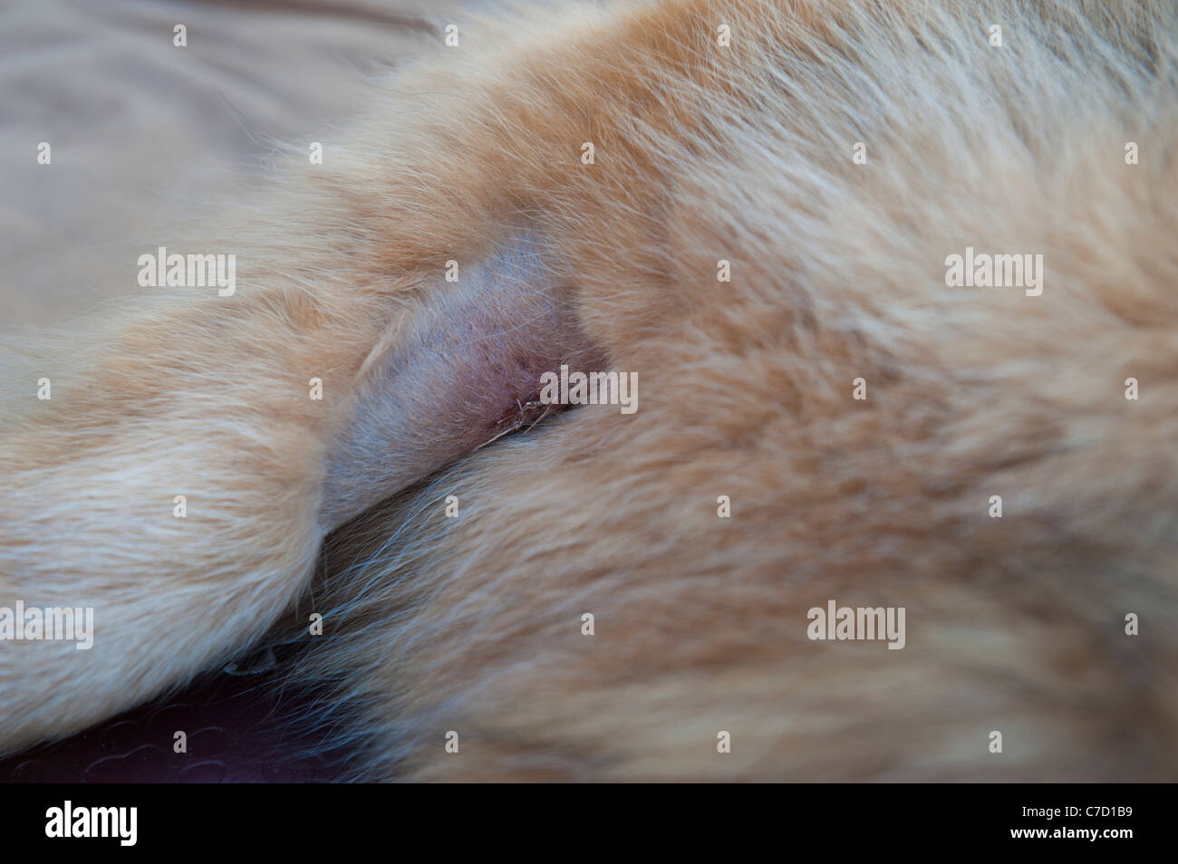 Cicatrice sur la patte avant les chiens après une opération pour enlever une tumeur UK chiens Banque D'Images