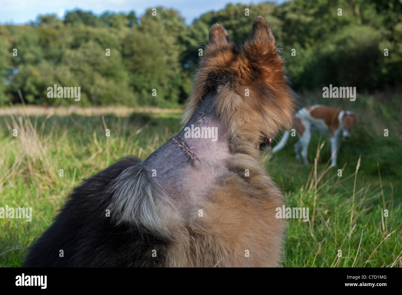 Chien de berger Gernan montrant des cicatrices d'opération pour retirer des tumeurs chiens UK Banque D'Images