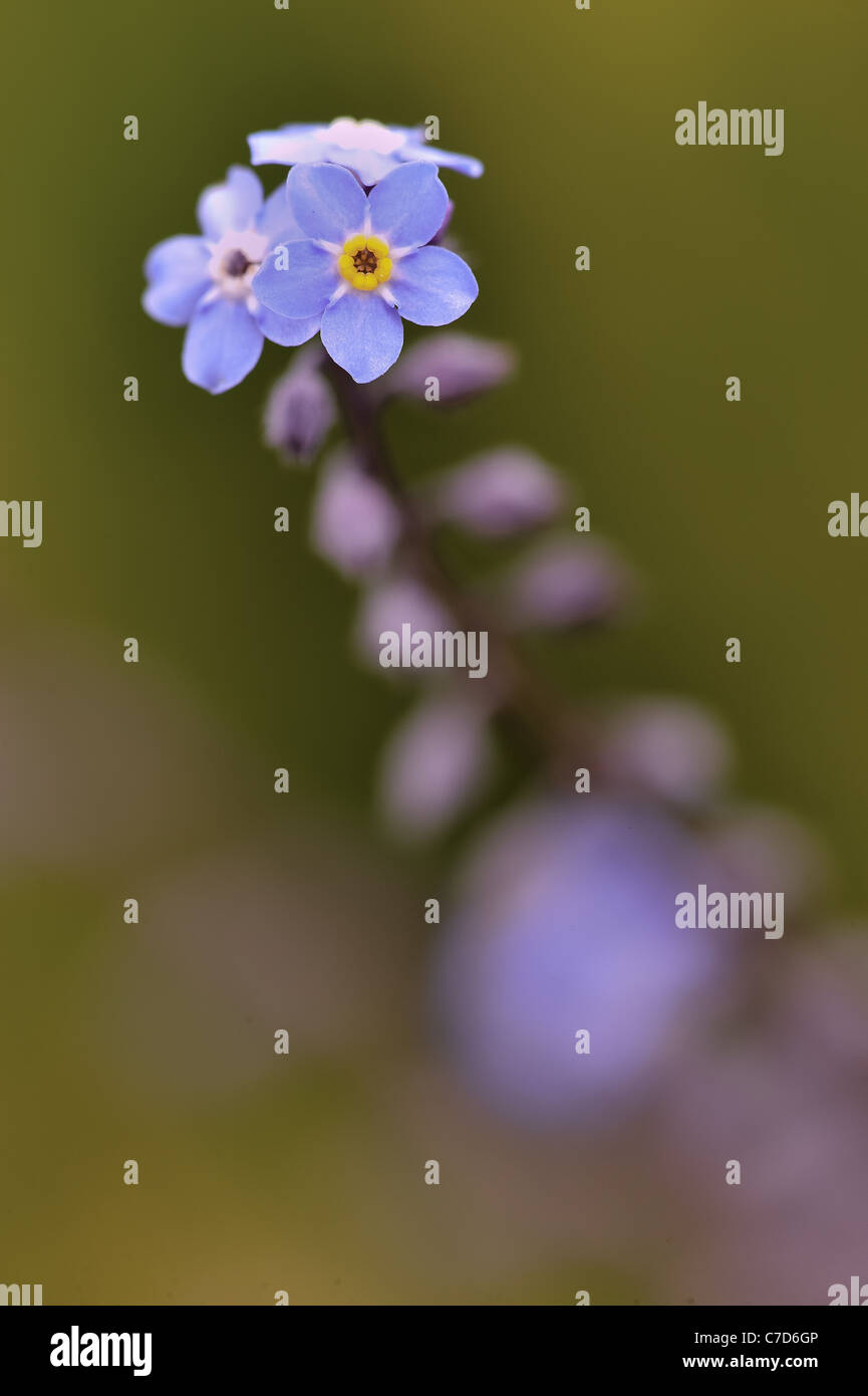 Ne me n'oubliez pas Banque D'Images