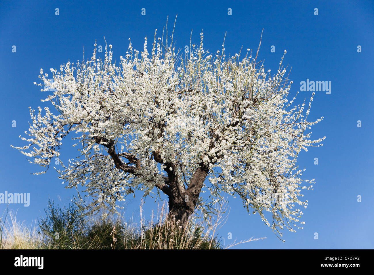 Seul l'amandier en fleur, symbole de Majorque, Espagne Banque D'Images