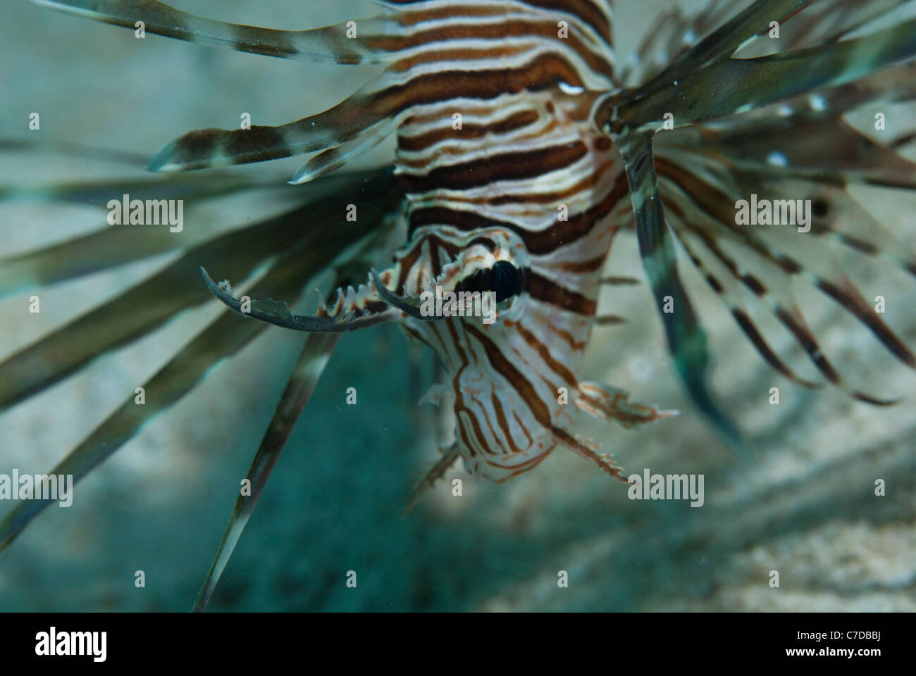 Close up d'un jeune lion poissons sur un récif de la mer rouge Banque D'Images