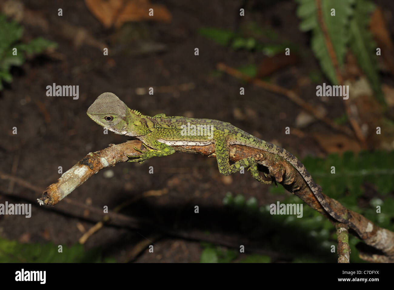 Amazon Bois Lézard, Enyalioides laticeps, à Sacha Lodge Banque D'Images