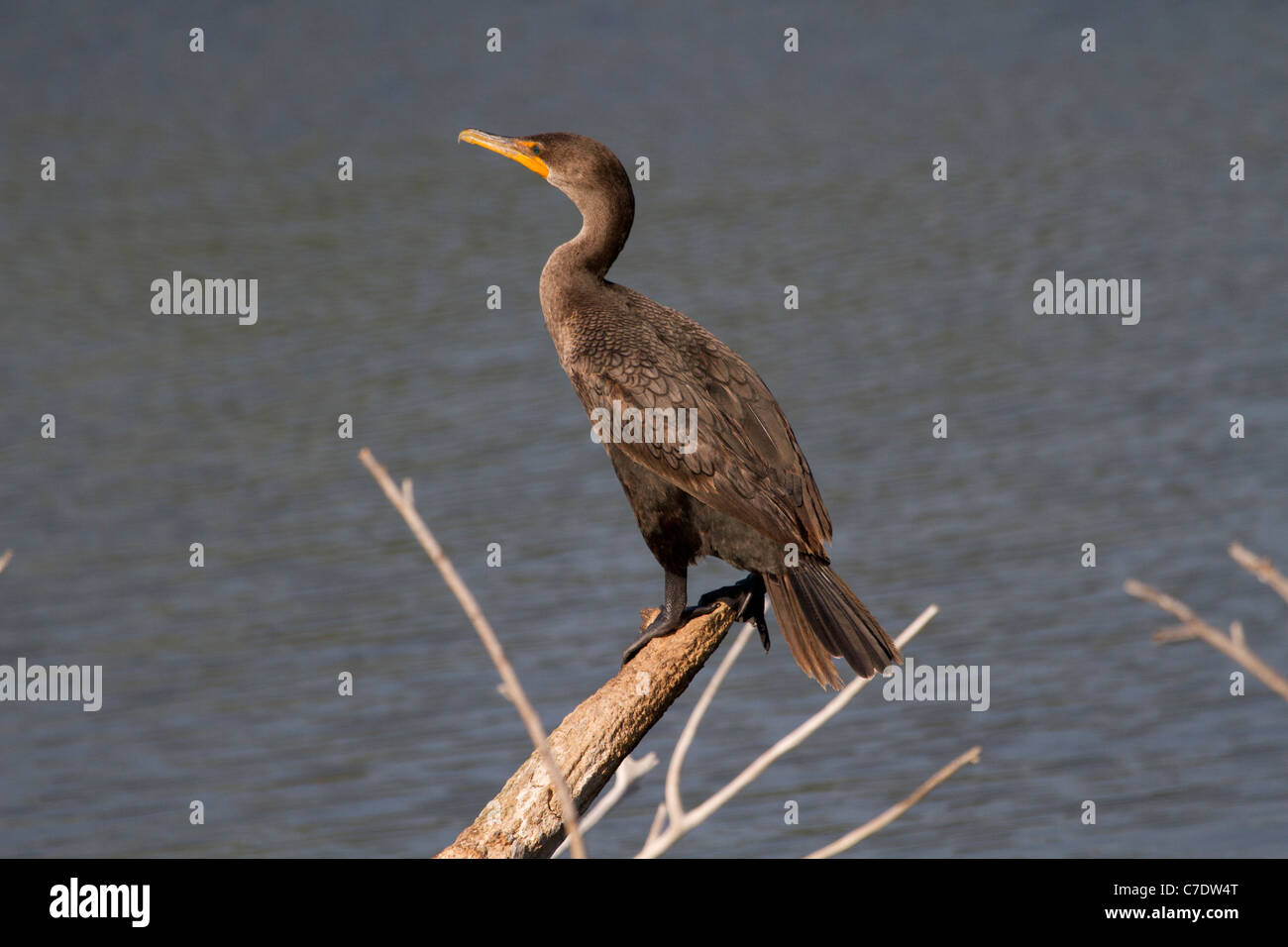 Double-crested Cormorant (Phalacrocorax auritus) perching Banque D'Images