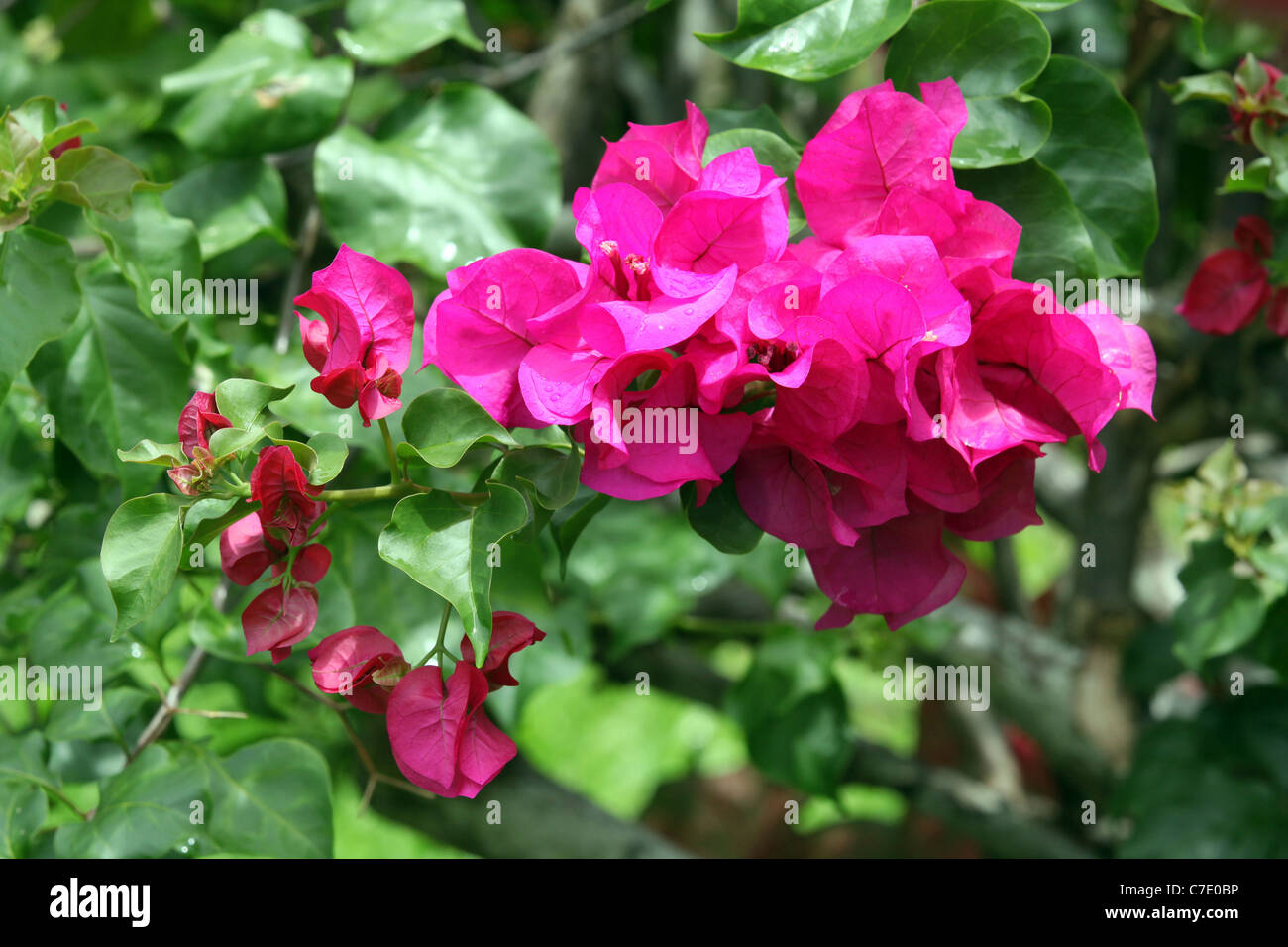 Bractées magenta sur Bougainvillea glabra de couleur vive, l'île de Bougainville, en Papouasie-Nouvelle-Guinée Banque D'Images