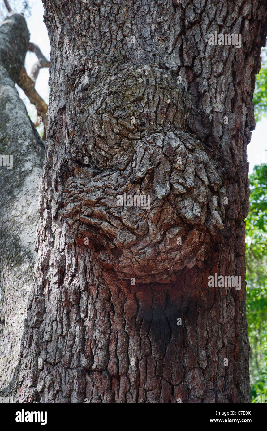 Parc d'État O'Leno Floride Nord bois burl poussant sur le tronc d'un arbre de chêne Banque D'Images