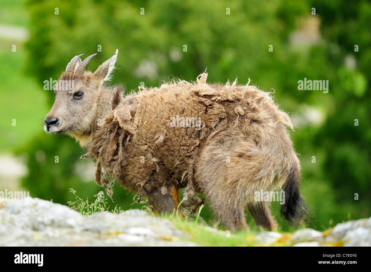 Chinese goral, Highland Wildlife Park, le Kincraig, Kingussie, Scotland Banque D'Images