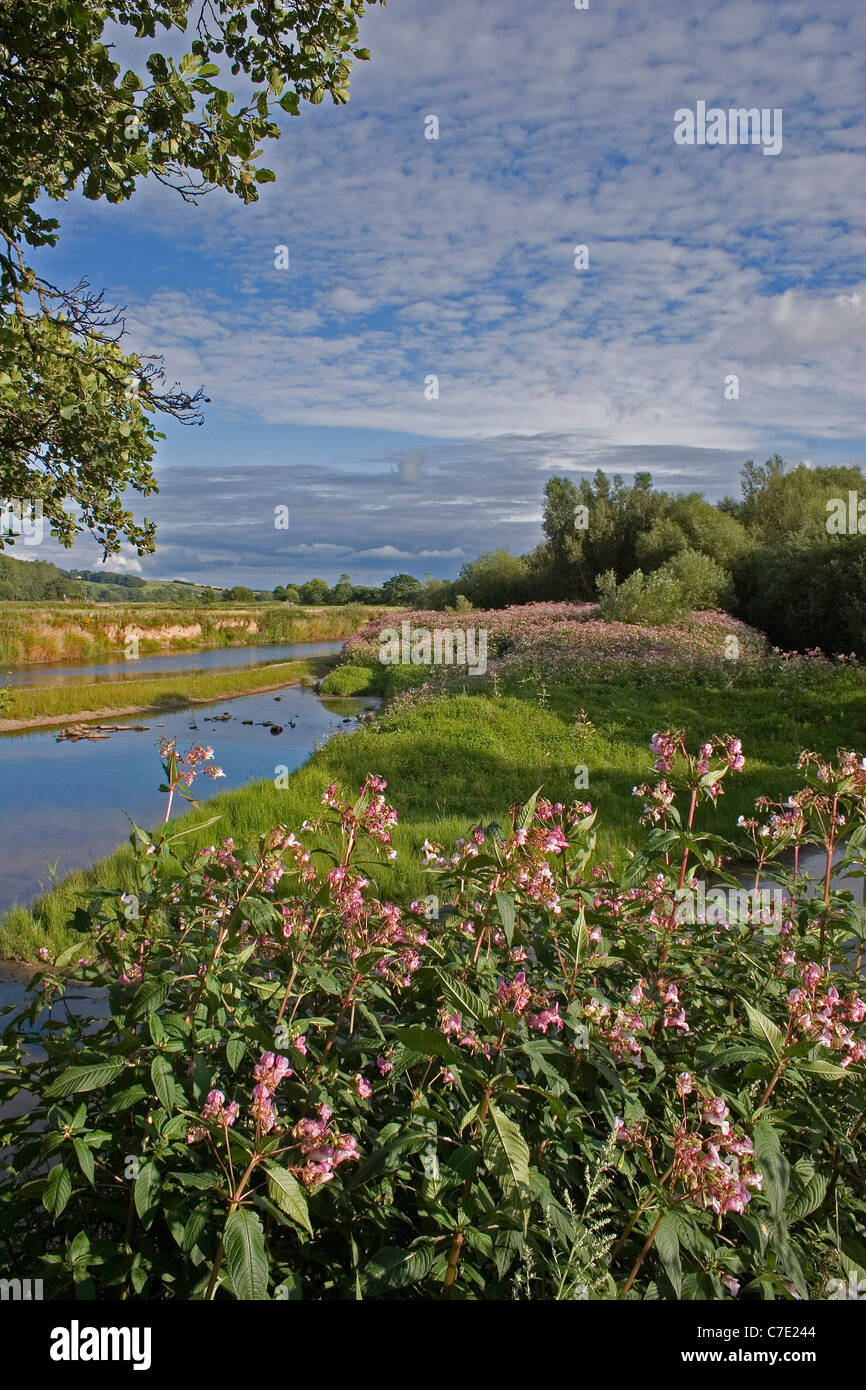 Balsamine de l'himalaya Impatiens glandulifera Devon UK Banque D'Images