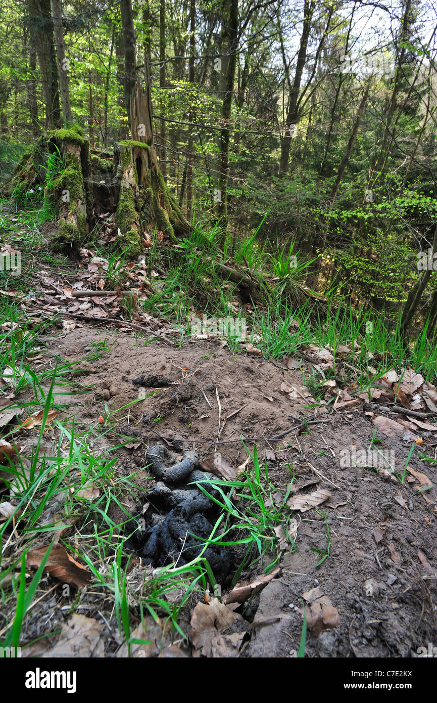 Blaireau européen (Meles meles) crottes à latrine à forest Banque D'Images