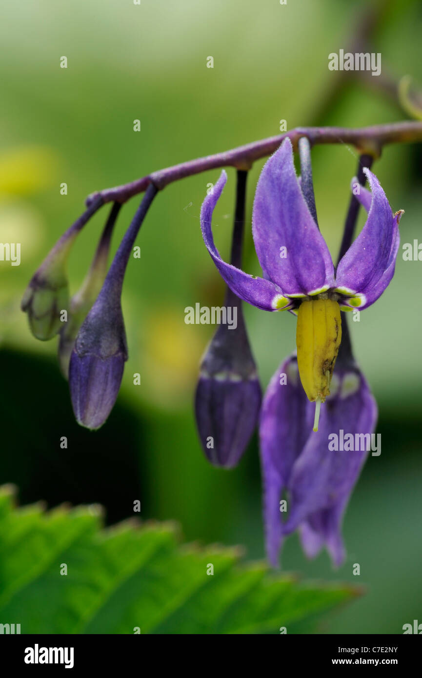 Morelle douce-amère / / / liseron morelle bleu violet bloom / woody  nightshade (Solanum dulcamara) en fleurs Photo Stock - Alamy