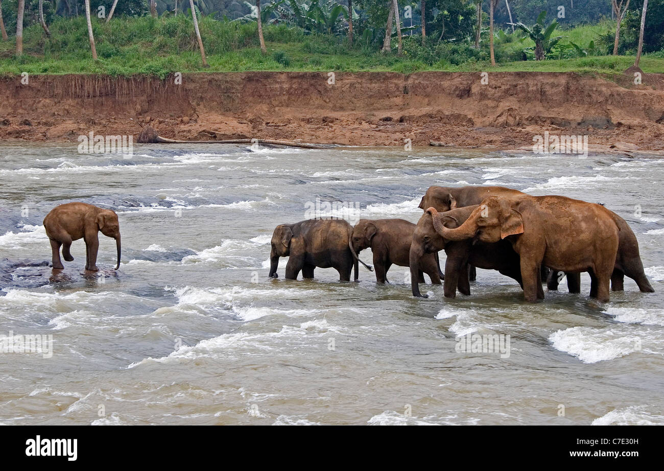 L'éléphant d'Asie Elephas maximus maximus Sri Lanka Banque D'Images