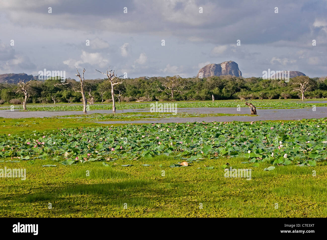Vue sur Parc national de Yala au Sri Lanka Banque D'Images