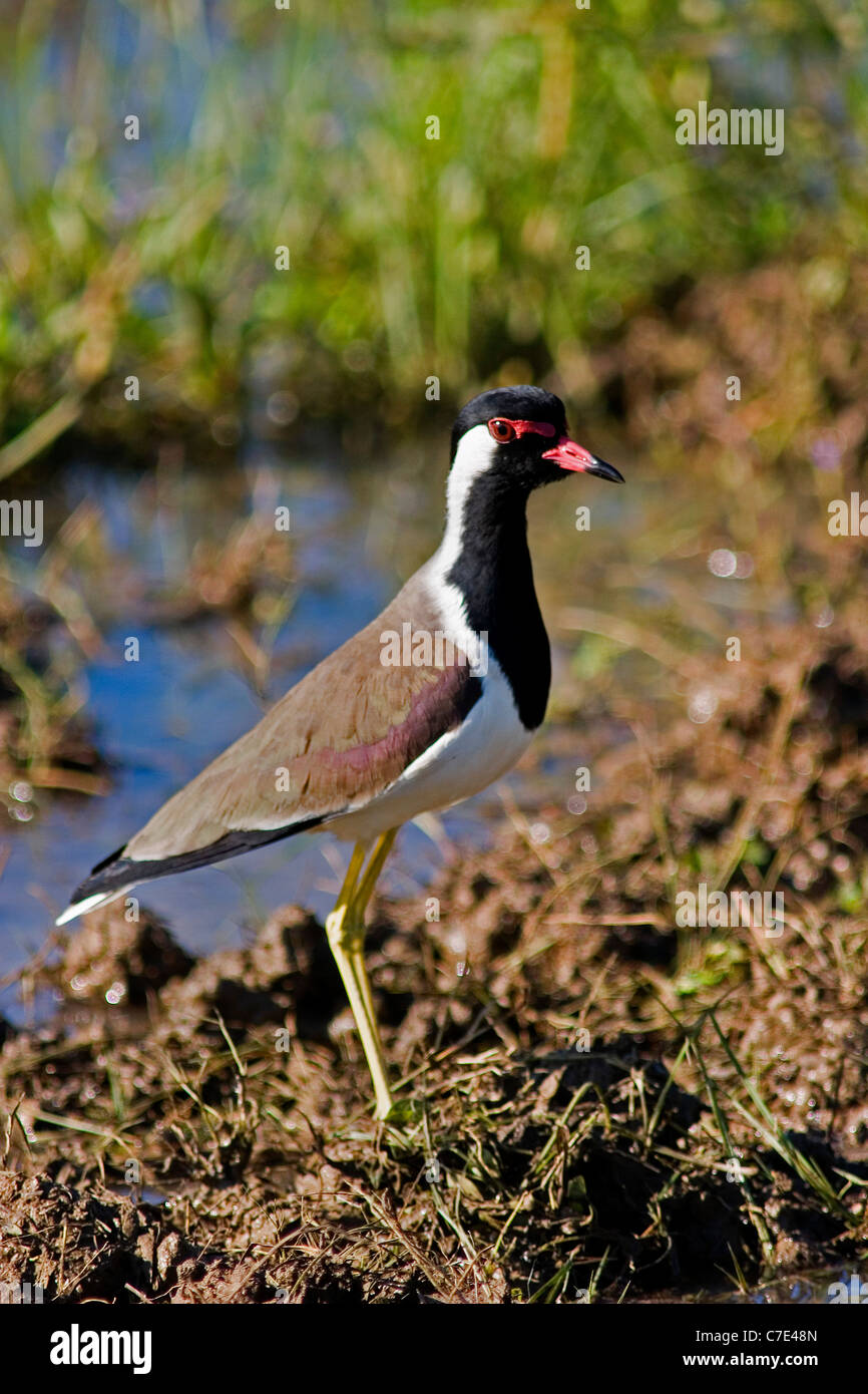 Réorganisation de sociable Vanellus indicus rouge Sri Lanka Banque D'Images