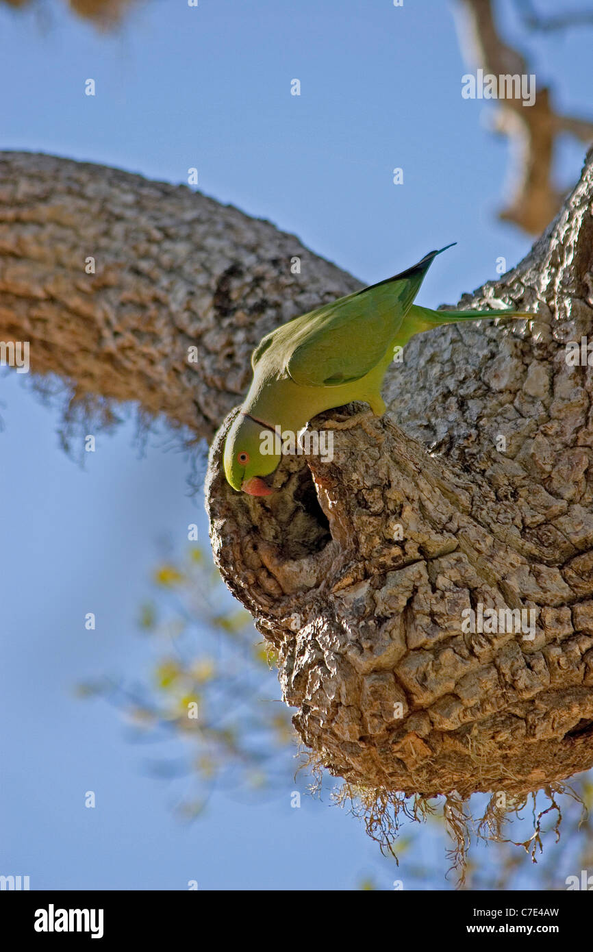 Perruche à collier Psittacula krameri Rose Sri Lanka Banque D'Images