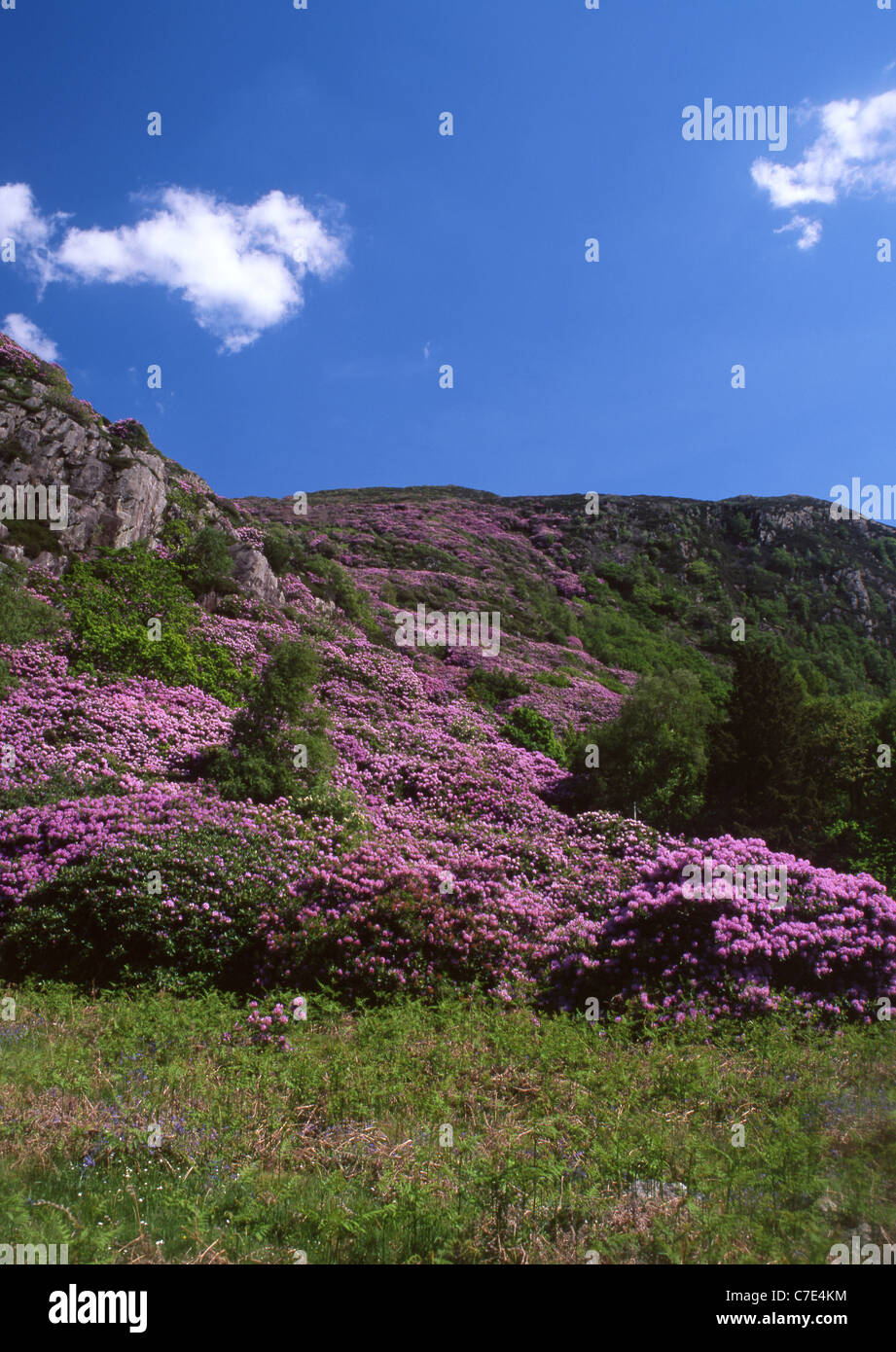 Infestation de rhododendrons sur montagne près de Snowdonia National Park de Beddgelert Gwynedd North Wales UK Banque D'Images