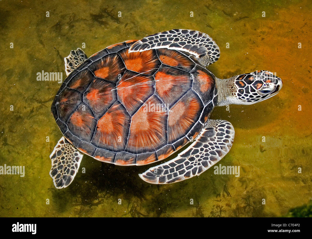 Turtlelepidochelys Olivâtres olivacea Sri Lanka Banque D'Images
