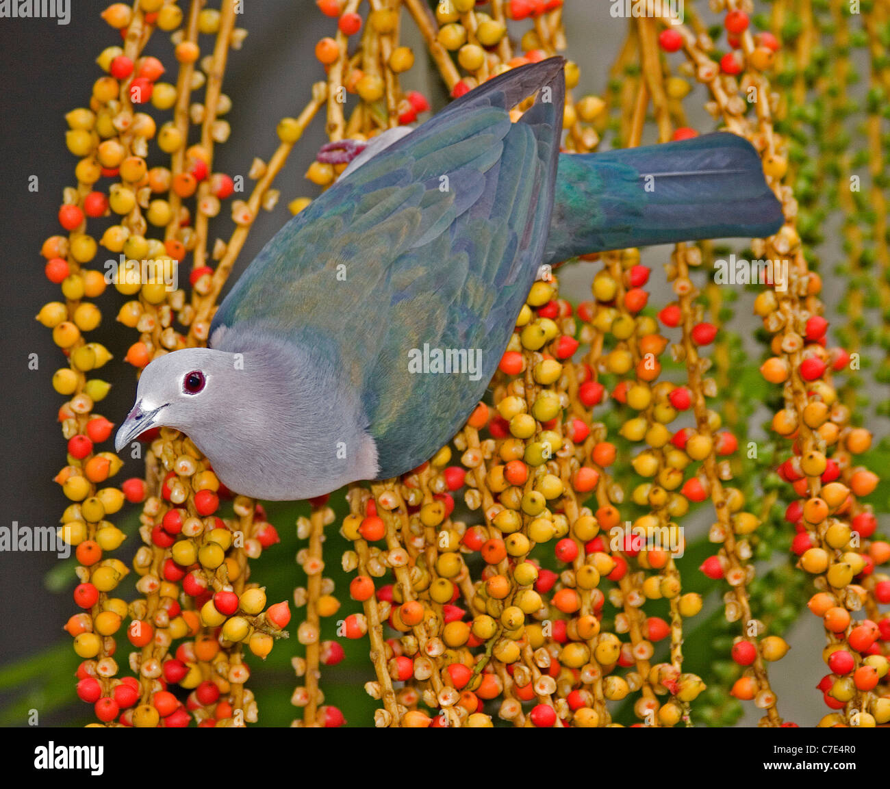 Green pigeon impérial ducula aenea Sri Lanka Banque D'Images