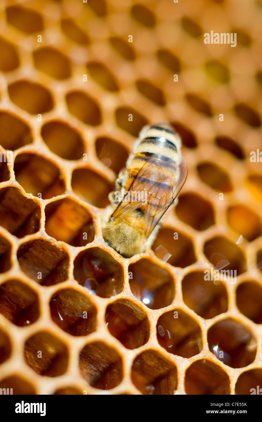 Sur nid d'abeille Banque D'Images