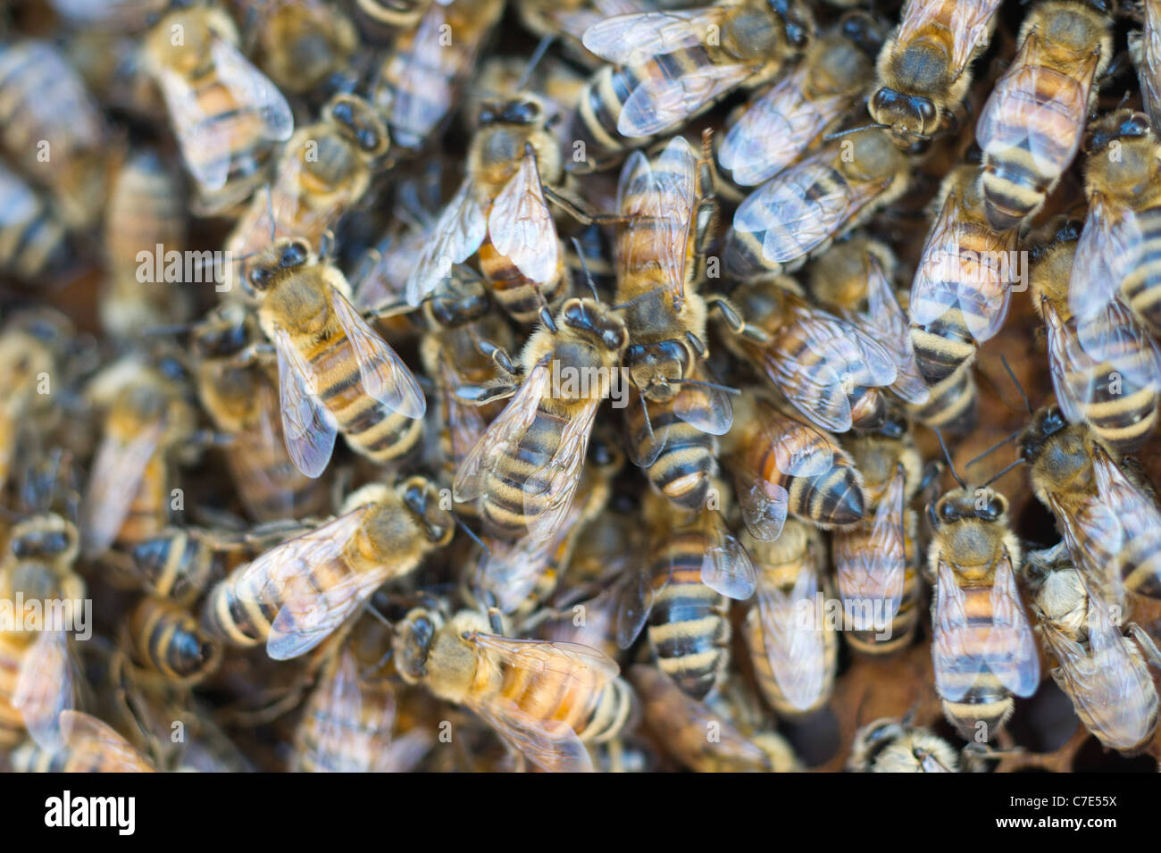Sur nid d'abeilles Banque D'Images