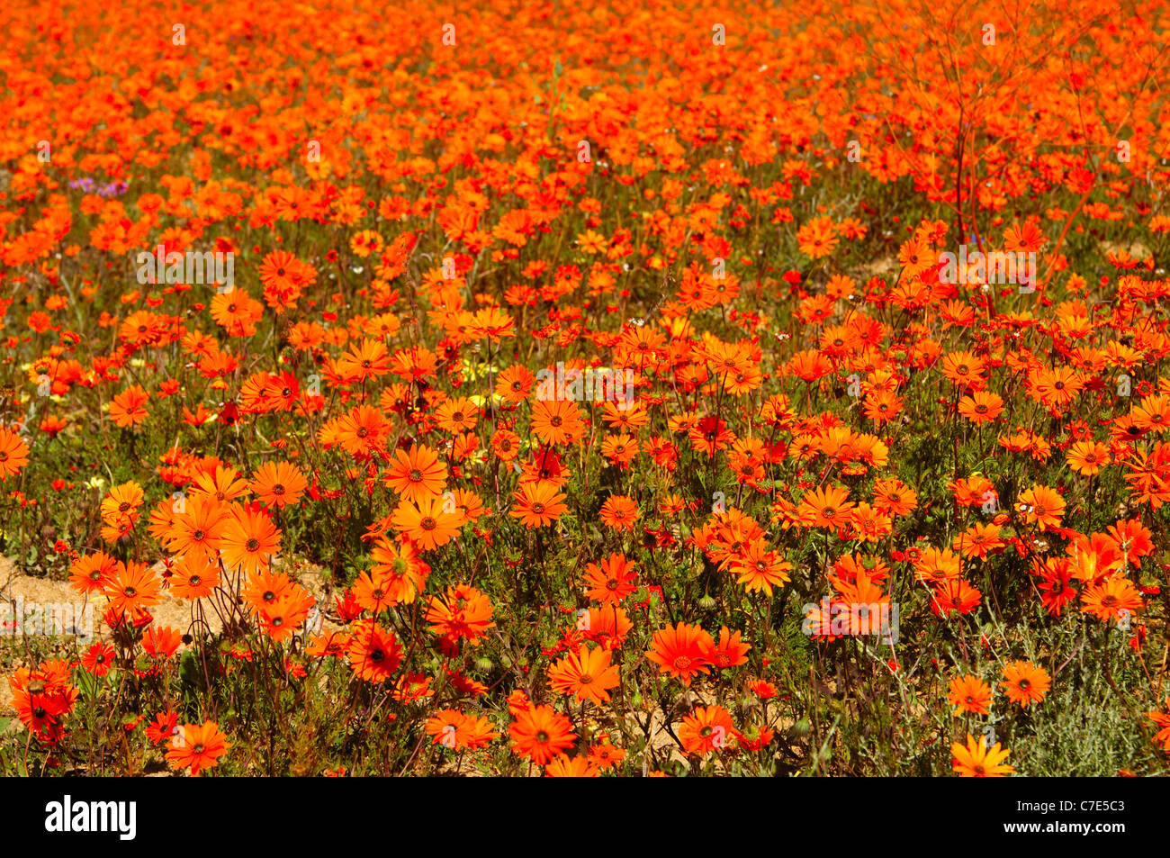 Fleur Orange chefs d'Ursinia cakilefolia et autres Marguerites Namaqualand, Skilpad Wild Flower, Namakwaland, Afrique du Sud Banque D'Images
