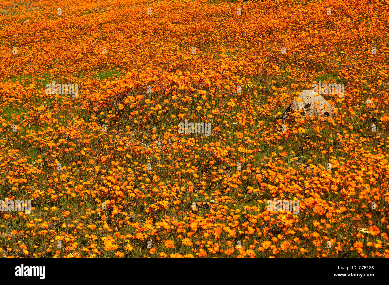 Floraison de marguerites Namaqualand dans le Skilpad Wild Flower, réserve de parc national Namaqua, Afrique du Sud Banque D'Images