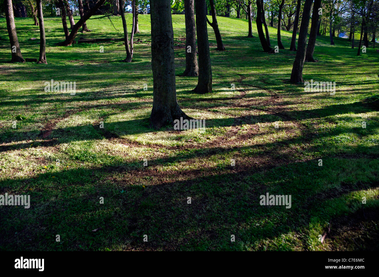 Des cercles dans l'herbe autour de la base du tronc des arbres comme des cercles dans une flaque. Banque D'Images