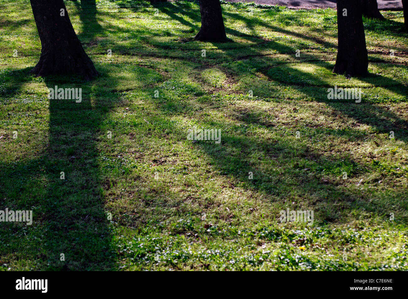 Des cercles dans l'herbe autour de la base du tronc des arbres comme des cercles dans une flaque. Banque D'Images