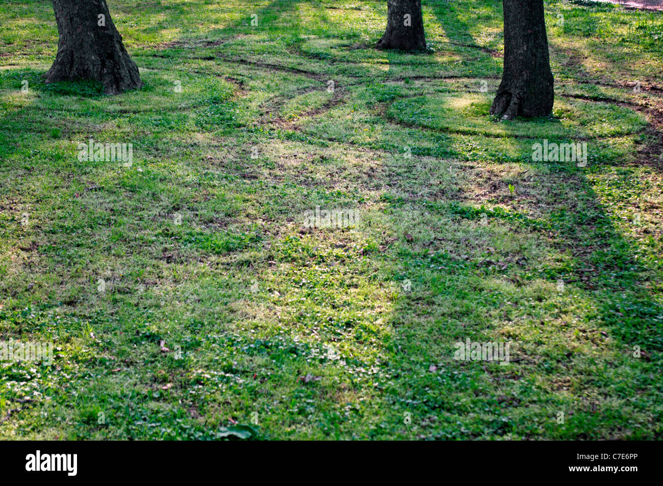Des cercles dans l'herbe autour de la base du tronc des arbres comme des cercles dans une flaque. Banque D'Images